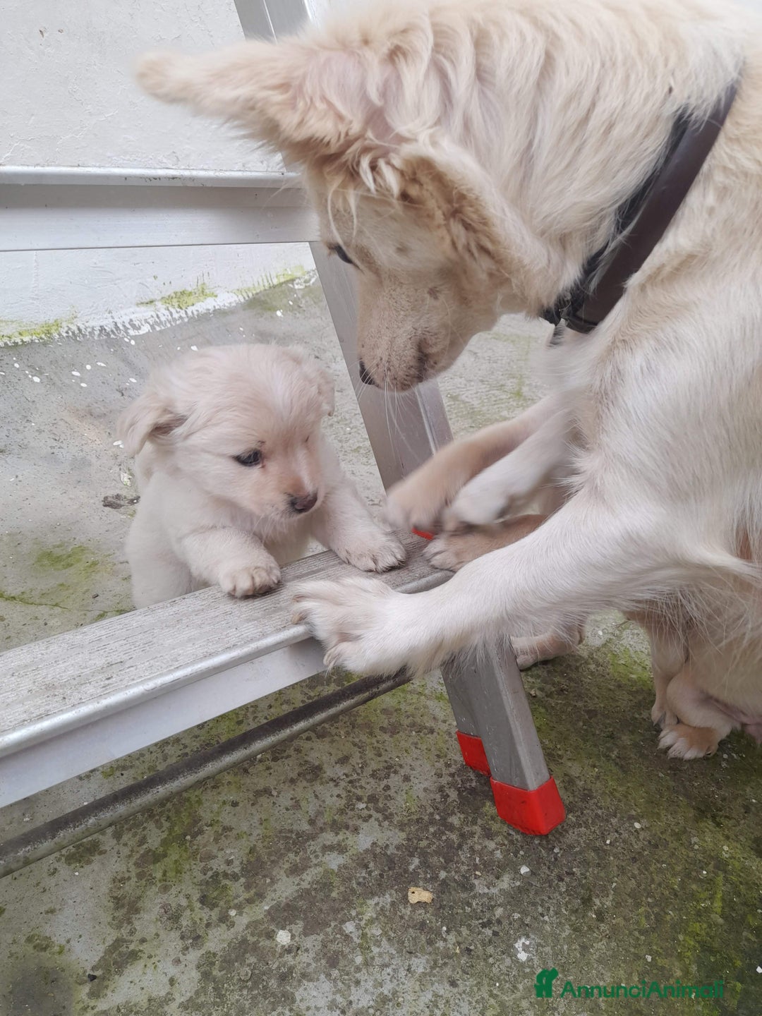 Meticcio cani in regalo: Sofy e Rio, dolcissimi cuccioli in adozione - Annuncio 7