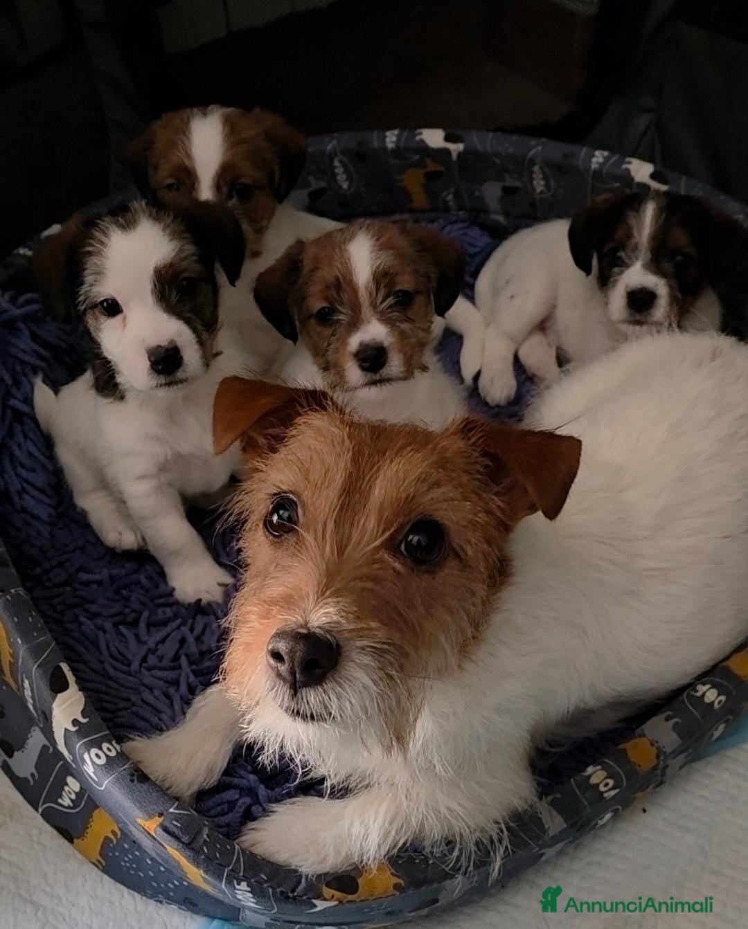 Jack Russell cani in vendita: Cuccioli di Jack Russell Broken e Ruvidi - Annuncio 4