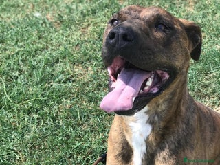 Meticcio cani Massi, derivato boxer in adozione a Provincia di Latina - Annuncio 34
