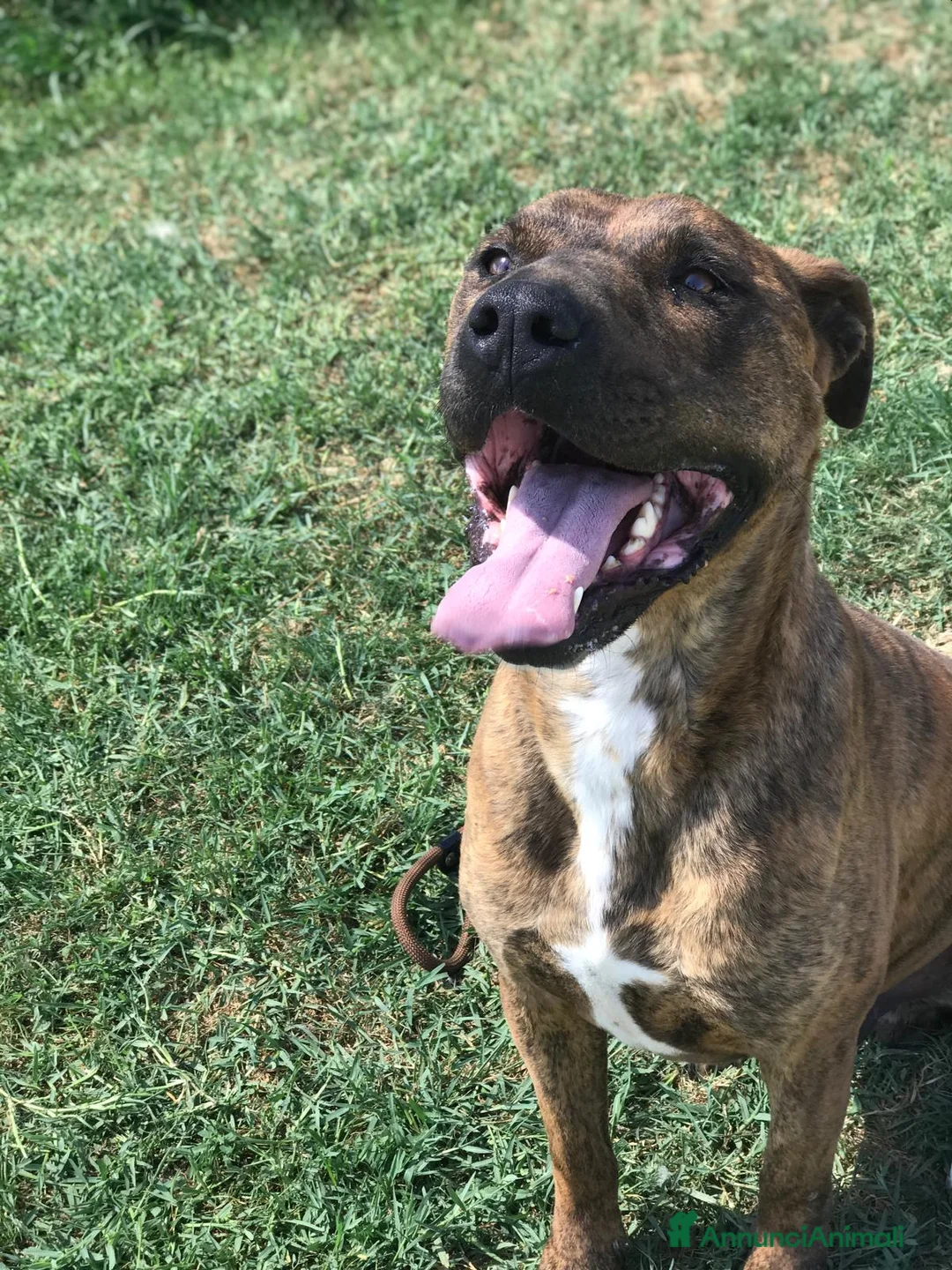 Meticcio cani in regalo: Massi, derivato boxer in adozione a Provincia di Latina - Annuncio 1