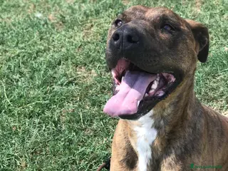 Meticcio cani Massi, derivato boxer in adozione a Provincia di Latina - Annuncio 7