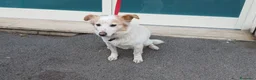 Meticcio cani in regalo: NONNA PESCA HA BISOGNO DI UNA CASA, IN ADOZIONE - Annuncio 3