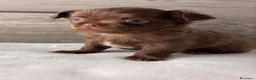 Chihuahua cani in vendita: Cuccioli di chihuahua con pedigree - Annuncio 9