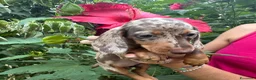 Bassotto cani in vendita: Bassotti pedigree Enci - Annuncio 5