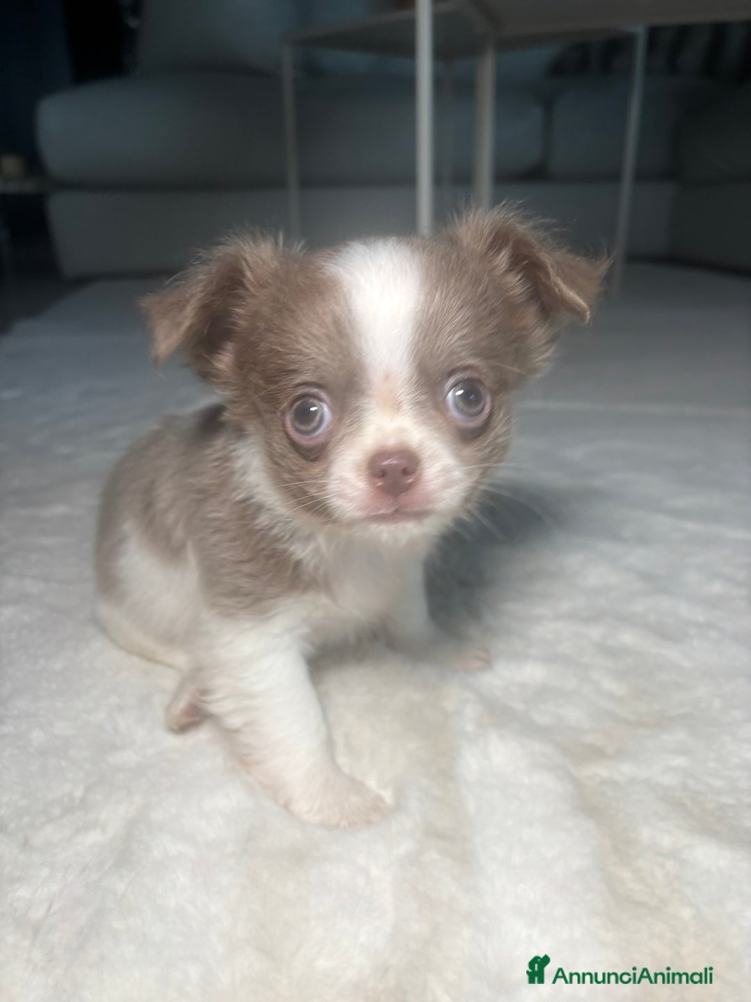 Chihuahua cani in vendita: Cucciolo chihuahua pelo lungo bianco e blu - Annuncio 6