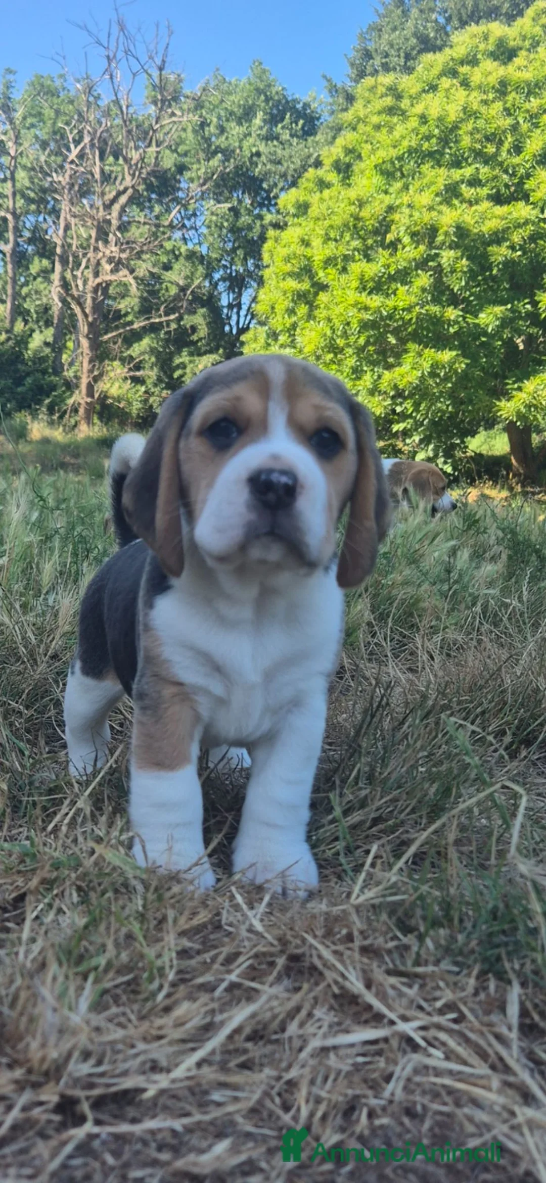 Beagle cani in vendita: 4 Cuccioli maschi di Beagle con Pedigree ENCi a Provincia di Viterbo - Annuncio 1