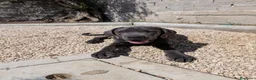 Cane Corso cani in vendita: Cucciola di cane corso!  - Annuncio 3