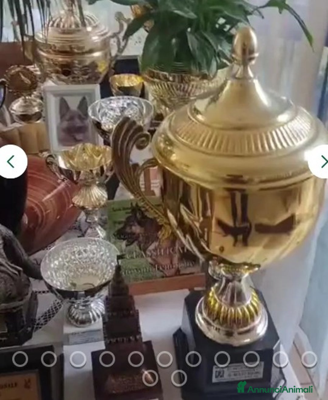 Pastore Tedesco cani in regalo:  proprietario regala splendidi cuccioli  - Annuncio 13