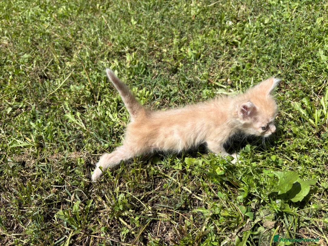 Meticcio gatti in regalo: Gattine femmine  - Annuncio 9