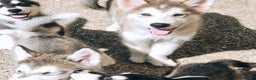 Alaskan Malamute cani in vendita: Alaskan Malamute cuccioli  a Città Metropolitana di Bologna - Annuncio 2