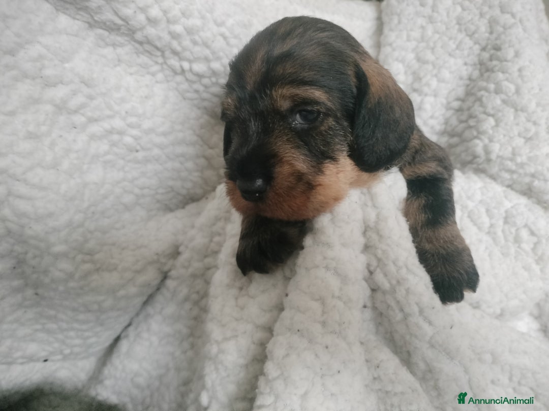 Bassotto cani in vendita: Bassotti a pelo duro  - Annuncio 5