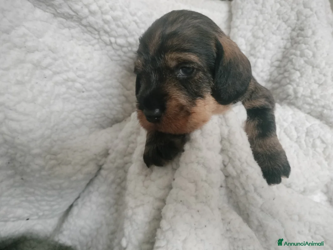 Bassotto cani in vendita: Bassotti a pelo duro  - Annuncio 7