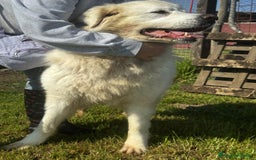 Pastore Maremmano cani in regalo: Vittoria, la maremmana che sorride a Provincia di Latina - Immagine 2
