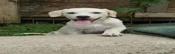 Meticcio cani in regalo: Pesca, neanche 4 mesi, taglia media contenuta  - Annuncio 4