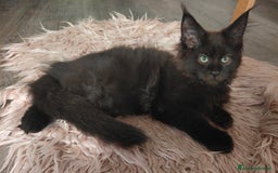 Maine Coon gatti in vendita: NAUSICA a Città Metropolitana di Venezia - Immagine 3