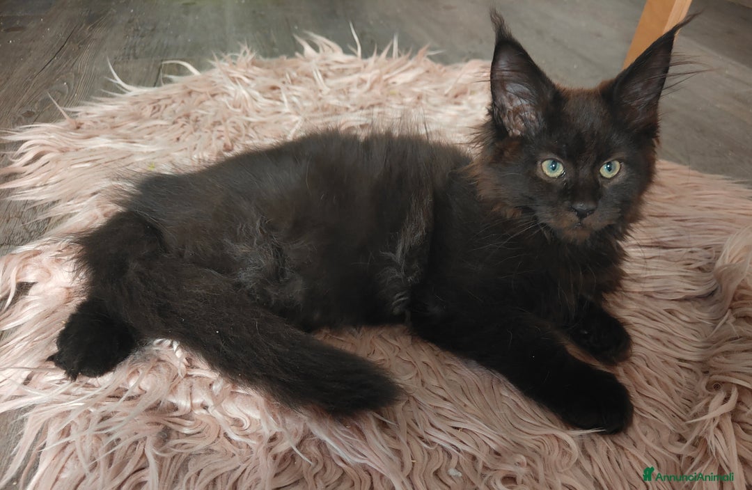 Maine Coon gatti in vendita: NAUSICA a Città Metropolitana di Venezia - Immagine 3