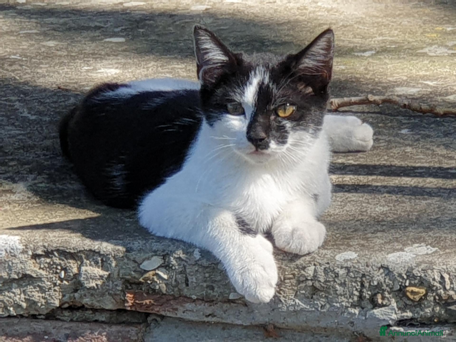 Altre razze gatti Gattini cercano casa (regalo) - Annuncio 4