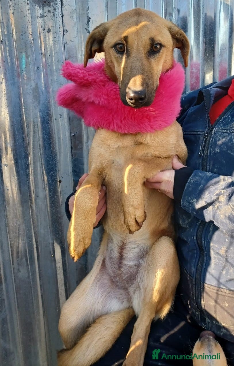 Meticcio cani LA TIMIDA E DOLCE ALBICOCCA a Città metropolitana di Roma Capitale - Annuncio 6