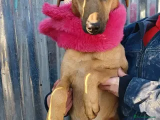 Meticcio cani LA TIMIDA E DOLCE ALBICOCCA a Città metropolitana di Roma Capitale - Annuncio 13