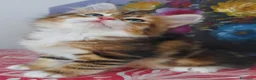 Siberiano gatti in vendita: Cucciolo Siberiano Certificato  - Annuncio 5
