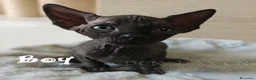 Sphynx gatti in vendita: Cuccioli Sphynx - Annuncio 4
