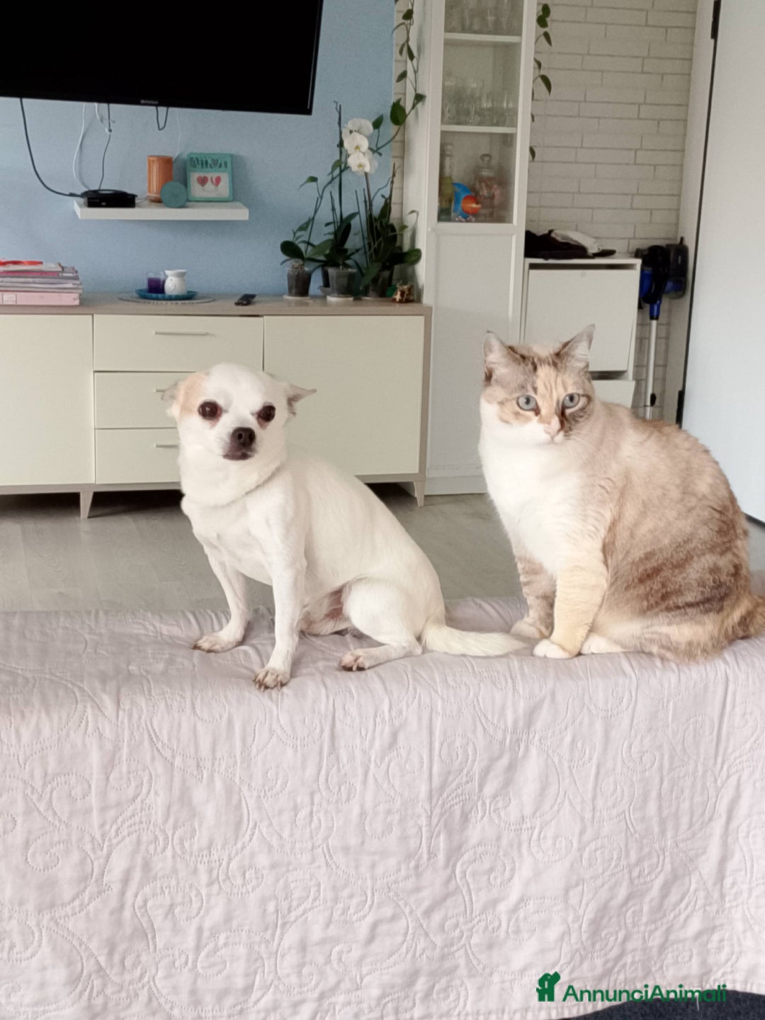 Chihuahua cani per accoppiamento: Hercole chihuahua di pelo corto  - Annuncio 4