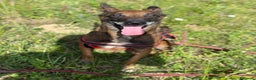 Pastore Belga cani in regalo: NARA & AIRON: PASTORI BELGA MALINOIS dolcissimi! - Annuncio 9