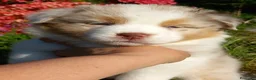Australian Shepherd cani in vendita: Pastore australiano  - Annuncio 3
