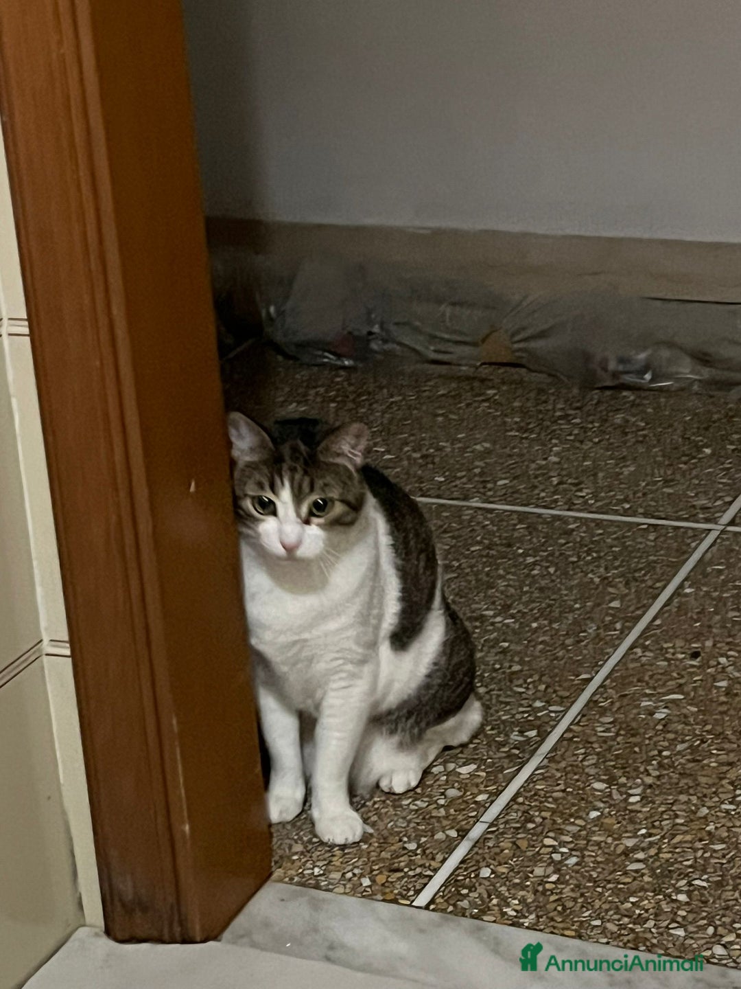 Meticcio gatti in regalo: GATTA ANZIANA - Annuncio 2