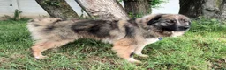 Meticcio cani in regalo: PRUGNA STUPENDA CAGNOLONA - Annuncio 12