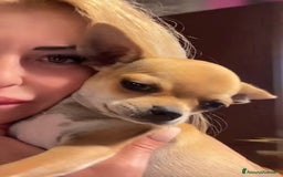 Chihuahua cani in vendita: Maschietto pedigree Enci/Fci RIMBORSO SPESE a Città metropolitana di Roma Capitale - Immagine 13