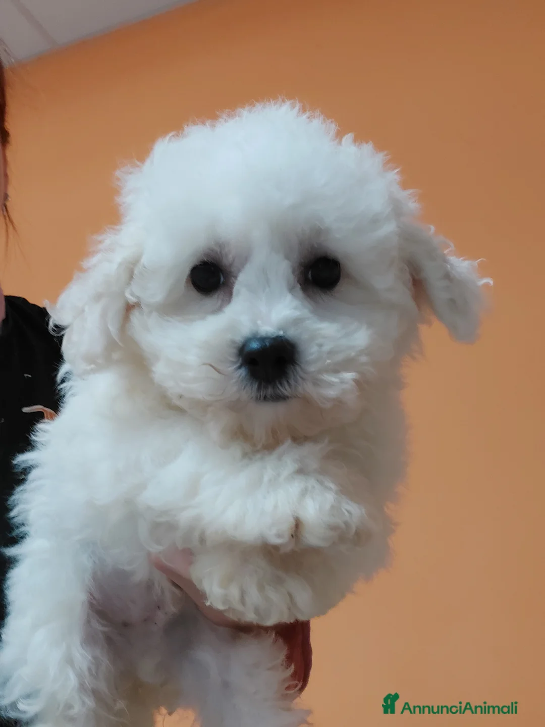 Bolognese cani in vendita: Cuccioli di bolognese - Annuncio 2