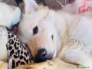 Meticcio cani DUE MORBIDI E DOLCI FRATELLINI - Annuncio 1