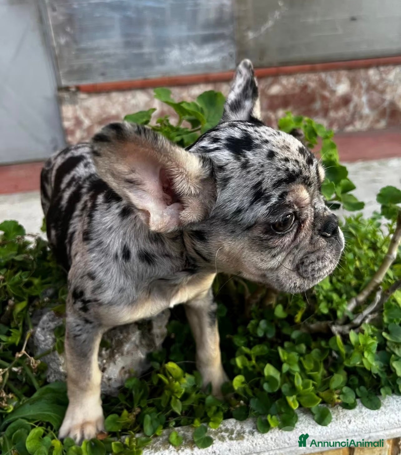 Bulldog Francese cani Bulldog francese - Annuncio 2