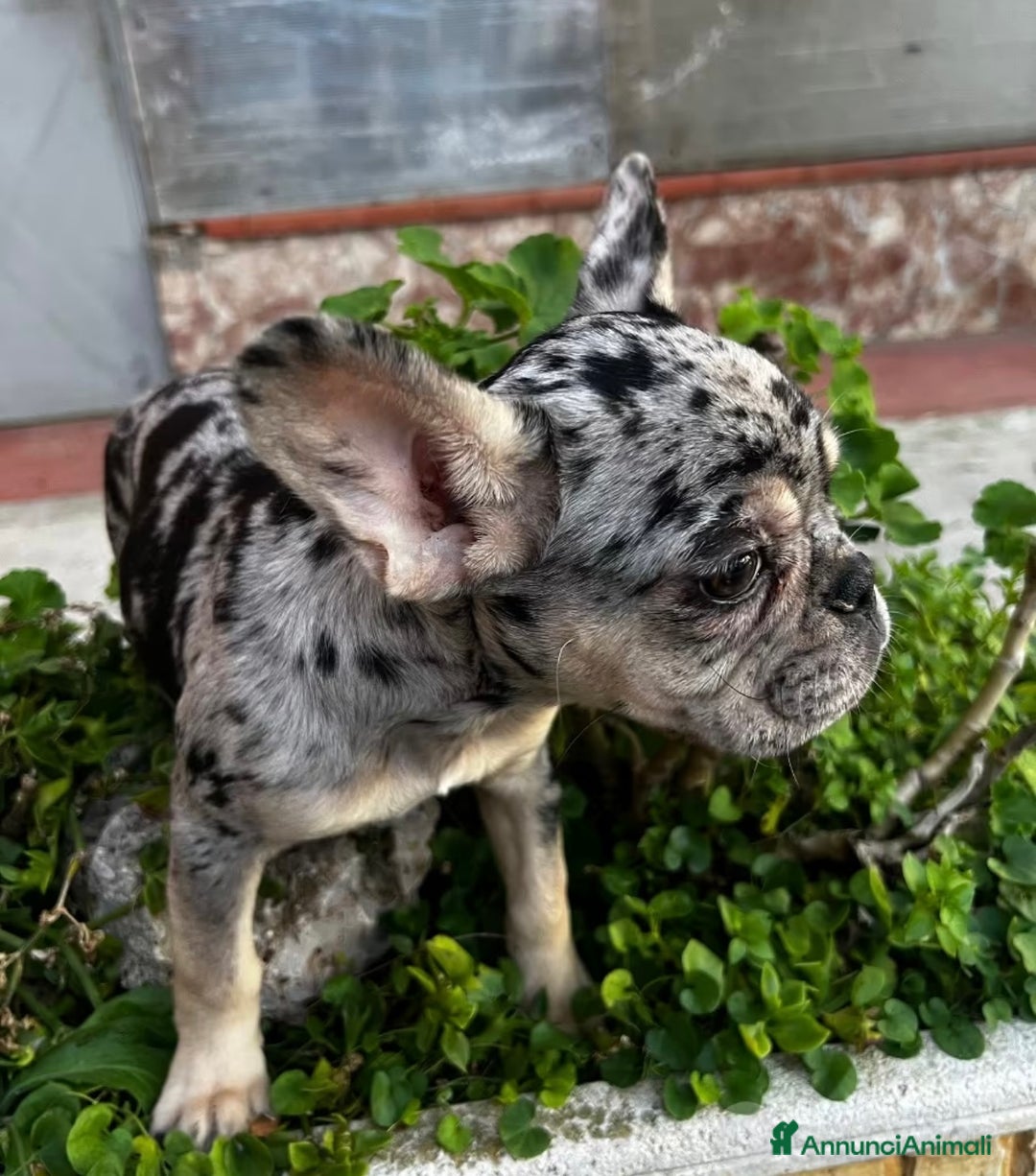 Bulldog Francese cani in vendita: Bulldog francese - Annuncio 2