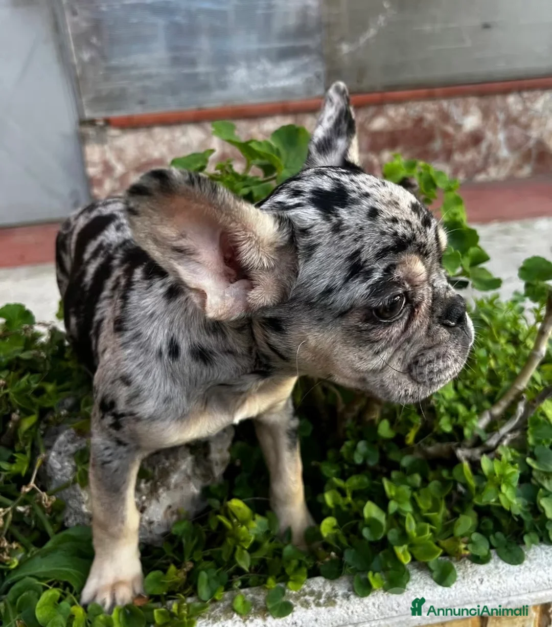 Bulldog Francese cani in vendita: Bulldog francese - Annuncio 2