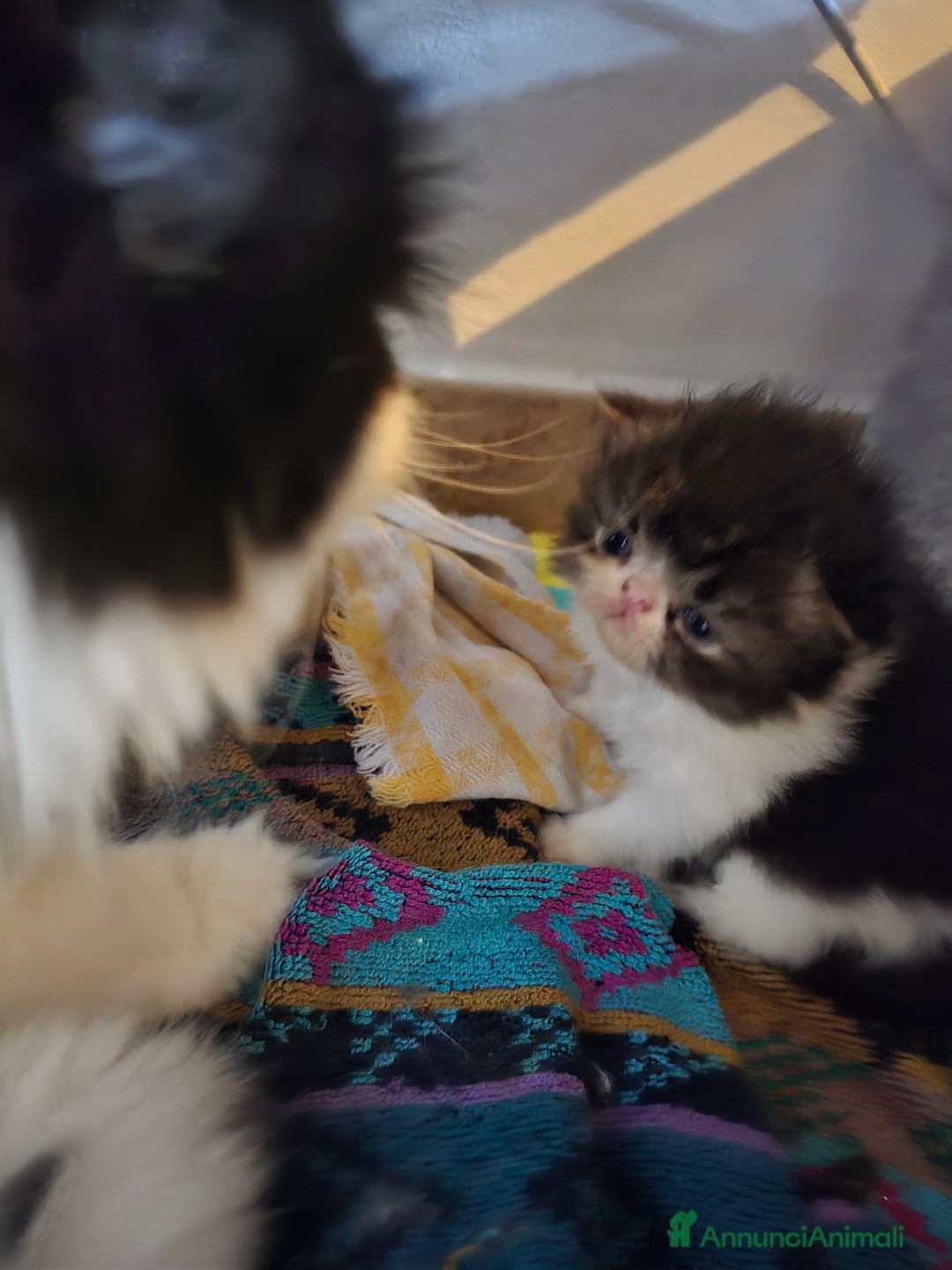 Persiano gatti in vendita: Meravigliosi Persiani - Immagine 9