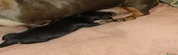 Bassotto Nano cani in vendita: Bassotto nero focato a Città metropolitana di Milano - Annuncio 7