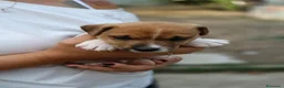 Jack Russell cani in vendita: Cuccioli di Jack Russell  - Annuncio 4