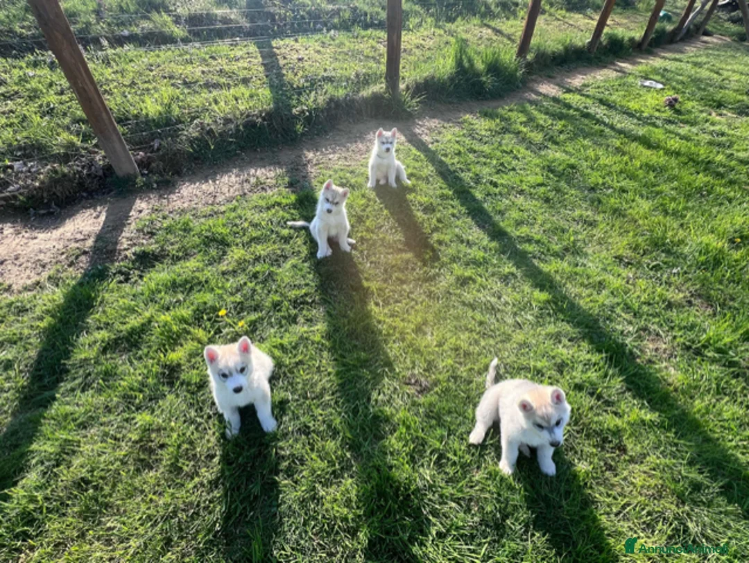 Husky cani in vendita: Cuccioli di Siberian Husky disponibili a Provincia di Cuneo - Annuncio 6