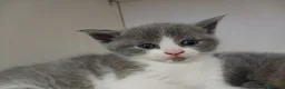 Scottish gatti in vendita: Splendidi gattino Schottis Fold a Provincia di Perugia - Annuncio 5