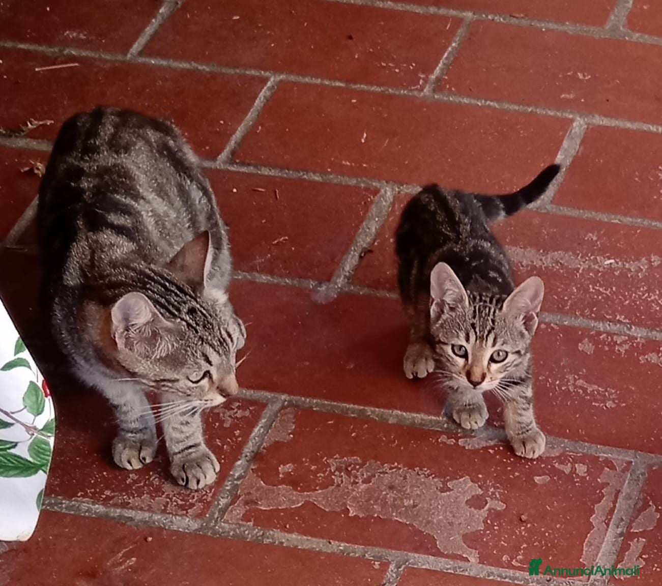 Meticcio gatti Regalo gattini (gatti) di 2 mesi - Annuncio 5