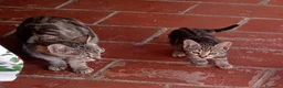 Meticcio gatti in regalo: Regalo gattini (gatti) di 2 mesi - Annuncio 1