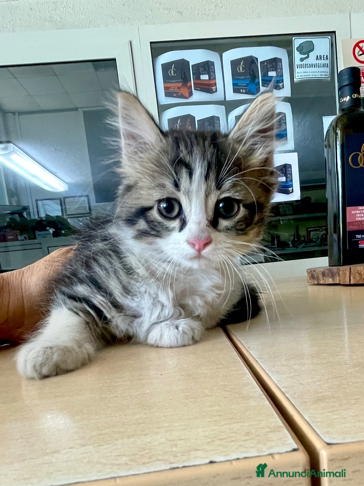 Europeo gatti Gattini 2 mesi femmina e maschi - Annuncio 1