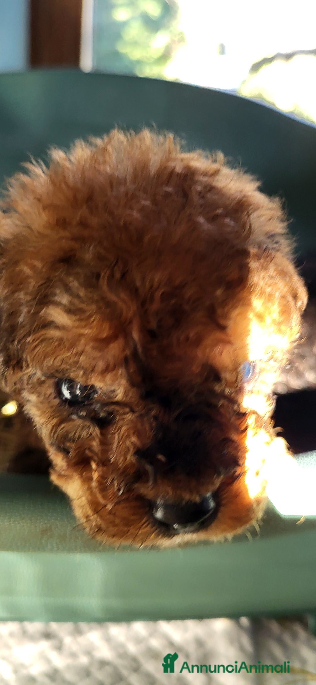 Barboncino cani in vendita: Cuccioli barboncino nano  - Annuncio 3