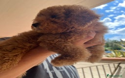 Barboncino cani in vendita: Bellissimo cucciolo di barboncino a Firenze - Immagine 3