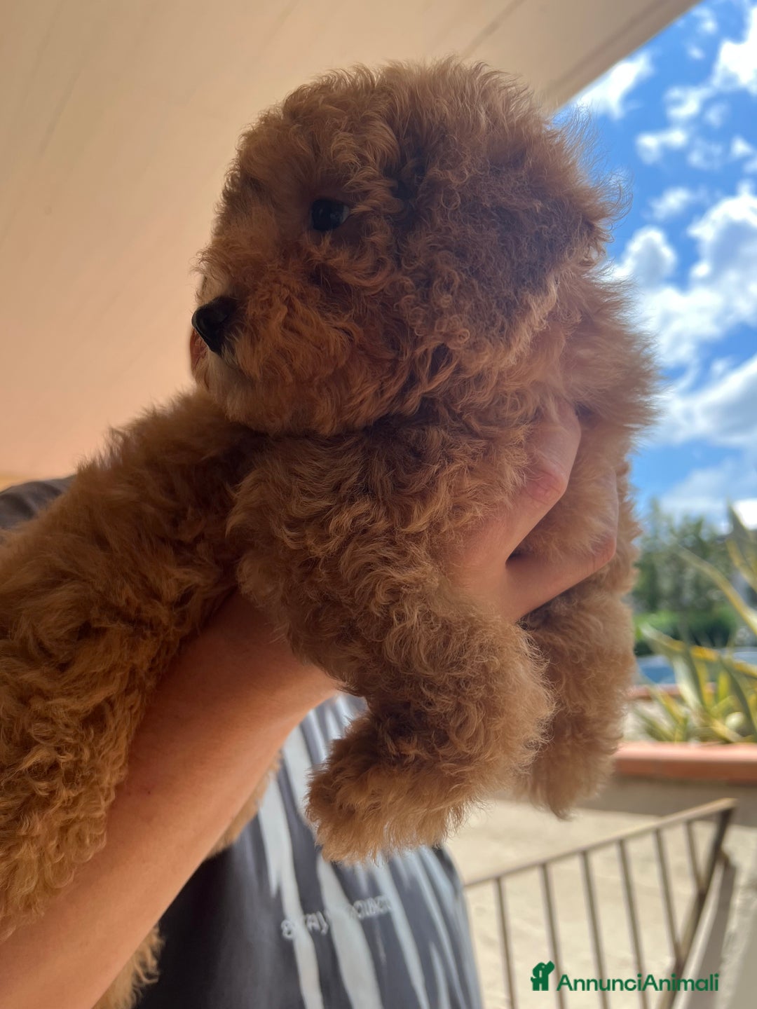 Barboncino cani in vendita: Bellissimo cucciolo di barboncino a Firenze - Immagine 3