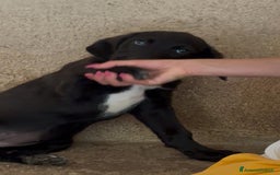 Meticcio cani in regalo: Giusy, cucciolona dolcissima e affettuosissima a Provincia di Modena - Immagine 12