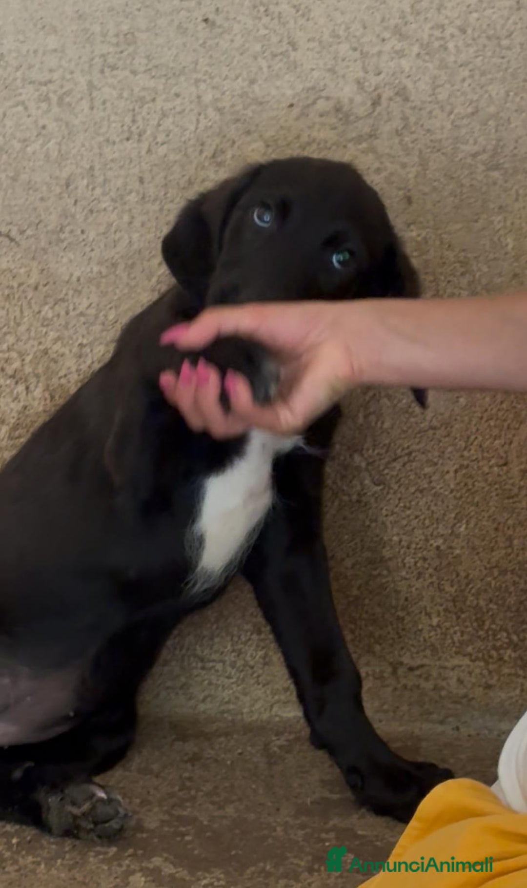Meticcio cani in regalo: Giusy, cucciolona dolcissima e affettuosissima a Provincia di Modena - Immagine 12