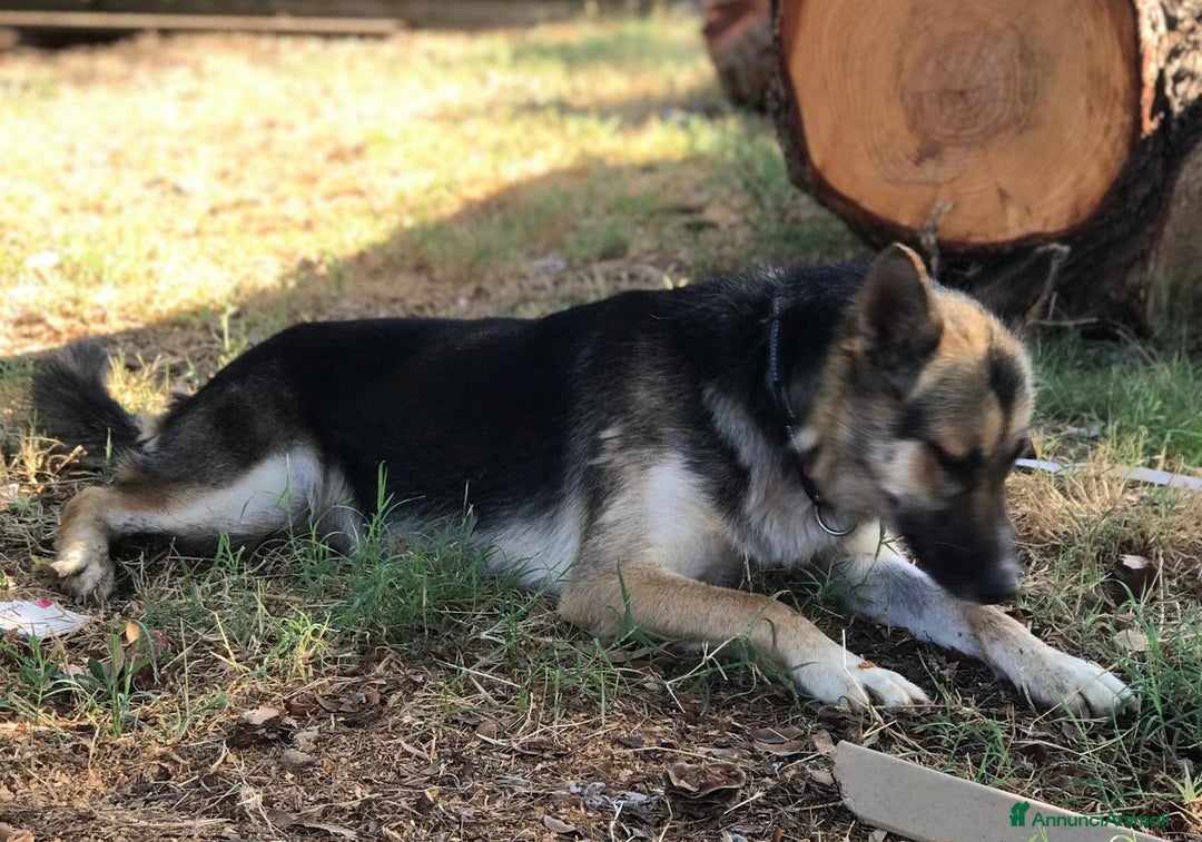 Meticcio cani in regalo: OTTO derivato pastore tedesco in adozione a Provincia di Latina - Annuncio 5